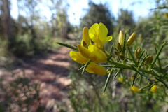Ulex parviflorus