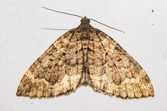 Hydriomena hemizona