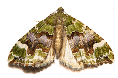 Hydriomena purpurifera