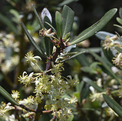 Tasmannia xerophila