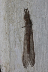 Acanthaclisini