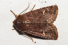 Ichneutica agorastis