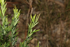Gompholobium latifolium