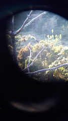 Melanerpes hoffmannii