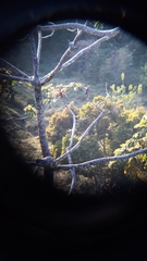 Melanerpes hoffmannii