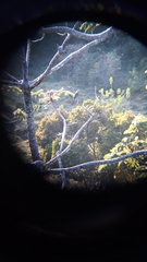 Melanerpes hoffmannii