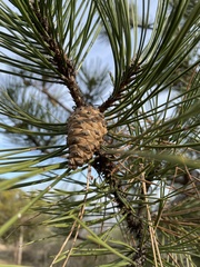 Pinus nigra