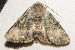 Ichneutica cuneata
