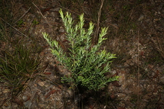 Gompholobium latifolium