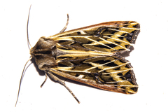 Ichneutica oliveri
