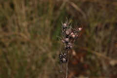 Haemodorum austroqueenslandicum