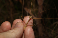 Austrosipyloidea carterus