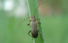 Grammoptera ruficornis