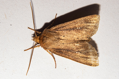 Ichneutica sapiens
