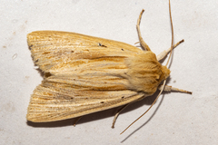 Ichneutica semivittata
