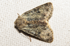 Ichneutica cuneata