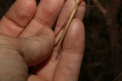 Austrosipyloidea carterus