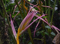 Heliconia aemygdiana