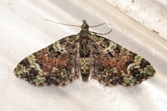 Pasiphila bilineolata