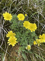 Ranunculus dissectifolius