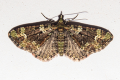 Pasiphila bilineolata