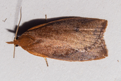 Planotortrix flammea