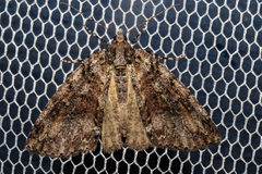 Pseudocoremia suavis