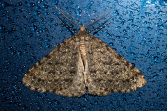 Pseudocoremia terrena