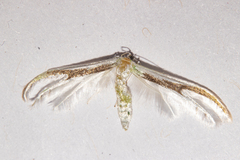 Pterophorus furcatalis