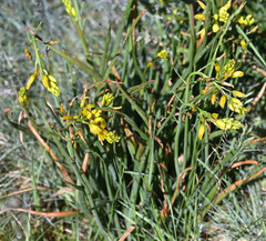 Bulbine glauca