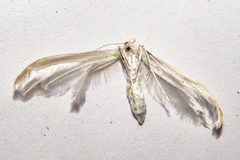Pterophorus furcatalis