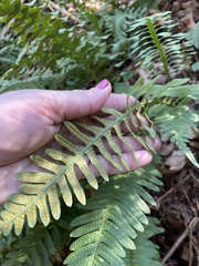 Polypodium cambricum