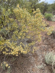 Acacia oswaldii