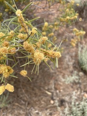 Acacia oswaldii