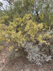 Acacia oswaldii