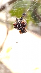 Thelacantha brevispina