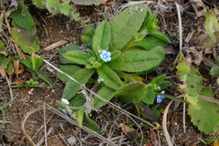 Thyrocarpus sampsonii