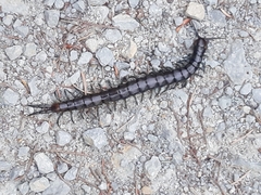 Cormocephalus esulcatus