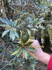 Pieris japonica taiwanensis