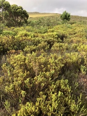 Leucadendron modestum