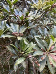 Pieris japonica taiwanensis