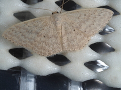 Scopula optivata