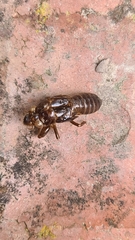 Gelidea torrida