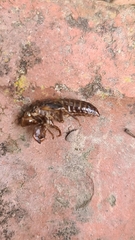 Gelidea torrida