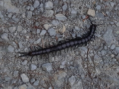 Cormocephalus esulcatus