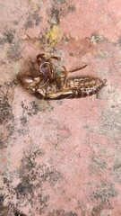 Gelidea torrida