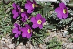 Primula angustifolia