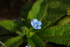 Thyrocarpus sampsonii