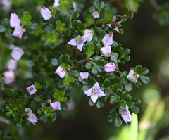 Boronia algida