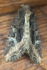 Helotropha reniformis